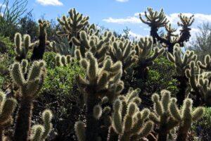 Arizona Awaits: Your Essential Travel Guide to the Grand Canyon State's Wonders and Adventures